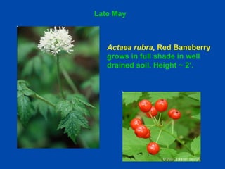 Late May 
Actaea rubra, Red Baneberry 
grows in full shade in well 
drained soil. Height ~ 2’. 
 