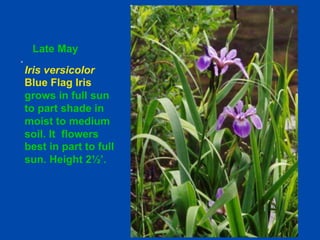 Late May 
Iris versicolor 
Blue Flag Iris 
grows in full sun 
to part shade in 
moist to medium 
soil. It flowers 
best in part to full 
sun. Height 2½’. 
 