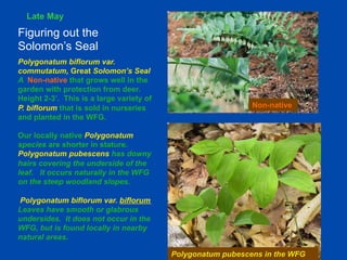 Late May 
Polygonatum biflorum var. 
commutatum, Great Solomon’s Seal 
A Non-native that grows well in the 
garden with protection from deer. 
Height 2-3’. This is a large variety of 
P. biflorum that is sold in nurseries 
and planted in the WFG. 
Our locally native Polygonatum 
species are shorter in stature. 
Polygonatum pubescens has downy 
hairs covering the underside of the 
leaf. It occurs naturally in the WFG 
on the steep woodland slopes. 
Polygonatum biflorum var. biflorum 
Leaves have smooth or glabrous 
undersides. It does not occur in the 
WFG, but is found locally in nearby 
natural areas. 
Non-native 
Polygonatum pubescens in the WFG 
Figuring out the 
Solomon’s Seal 
 