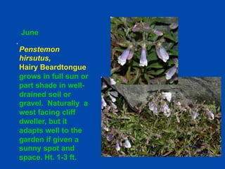 June 
Penstemon 
hirsutus, 
Hairy Beardtongue 
grows in full sun or 
part shade in well-drained 
soil or 
gravel. Naturally a 
west facing cliff 
dweller, but it 
adapts well to the 
garden if given a 
sunny spot and 
space. Ht. 1-3 ft. 
 