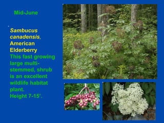 Mid-June 
Sambucus 
canadensis, 
American 
Elderberry 
This fast growing 
large multi-stemmed, 
shrub 
is an excellent 
wildlife habitat 
plant. 
Height 7-15’. 
 