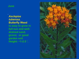 June 
Asclepias 
tuberosa, 
Butterfly Weed 
is easy to grow in 
full sun and well-drained 
sand, 
gravel, or good 
garden soil. 
Height: ~1-2.5 ‘. 
 