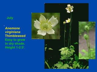 July 
Anemone 
virginiana 
Thimbleweed 
Easy to grow 
in dry shade. 
Height 1-2.5’. 
 