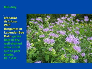 Mid-July 
Monarda 
fistulosa, 
Wild 
Bergamot or 
Lavender Bee 
Balm grows 
best in dry, 
well-drained 
sites in full 
sun to part 
shade. 
Ht. 1-4 ft. 
 