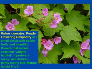 Mid-June 
Rubus odoratus, Purple 
Flowering Raspberry is a 
small shrub with edible 
fruits and beautiful 
flowers that makes 
excellent ‘wildlife 
habitat’. It prefers a 
rocky, well drained, 
partly sunny site. Mature 
height 6’ x 6’. 
 