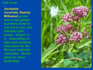 Late June 
Asclepias 
incarnata, Swamp 
Milkweed grows 
well in the garden. 
It prefers moist to 
wet soil in sun, but 
tolerates part 
shade. Height 2 - 
5’, depending on 
light and moisture. 
Host plant for the 
Monarch butterfly 
caterpillar. Nectar 
plant for other 
butterflies. 
 