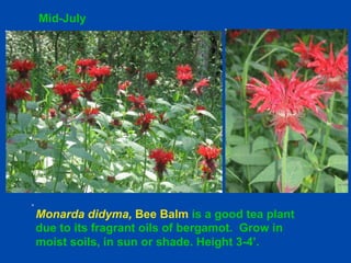Mid-July 
Monarda didyma, Bee Balm is a good tea plant 
due to its fragrant oils of bergamot. Grow in 
moist soils, in sun or shade. Height 3-4’. 
 