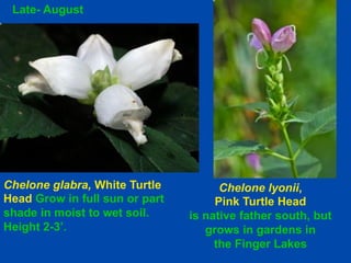 Chelone glabra, White Turtle 
Head Grow in full sun or part 
shade in moist to wet soil. 
Height 2-3’. 
Chelone lyonii, 
Pink Turtle Head 
is native father south, but 
grows in gardens in 
the Finger Lakes 
Late- August 
 