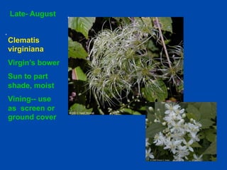 Late- August 
Clematis 
virginiana 
Virgin’s bower 
Sun to part 
shade, moist 
Vining-- use 
as screen or 
ground cover 
 