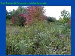 Fall Asters & Grasses and Goldenrods 
 