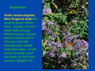 September 
Aster novae-angliae, 
New England Aster An 
easy to grow violet-blue, 
purple, or pink 
aster with a large 
inflorescence. Grows 
best in moist soil in 
full sun, but will 
tolerate part shade 
and drier sites. A tall 
plant; to keep short 
cut back by half mid-season. 
Height 3-5’. 
 