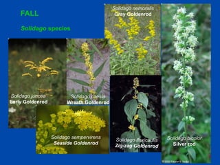 FALL 
Solidago species 
Solidago juncea 
Early Goldenrod 
Solidago bicolor 
Silver rod 
Solidago nemoralis 
Gray Goldenrod 
Solidago flexicaulis 
Zig-zag Goldenrod 
Solidago caesia 
Wreath Goldenrod 
Solidago sempervirens 
Seaside Goldenrod 
 
