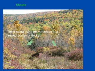 Shrubs 
Think about using native shrubs in a 
mixed border or thicket. 
 
