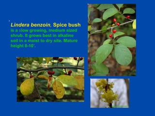 Lindera benzoin, Spice bush 
is a slow growing, medium sized 
shrub. It grows best in alkaline 
soil in a moist to dry site. Mature 
height 8-10’. 
2006 Lawrence Kelly 
 