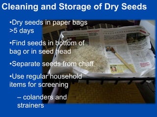 Cleaning and Storage of Dry Seeds 
• Dry seeds in paper bags 
>5 days 
• Find seeds in bottom of 
bag or in seed head 
• Separate seeds from chaff 
• Use regular household 
items for screening 
– colanders and 
strainers 
 