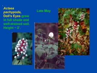 Growing Native Plants From Seed - Cornell University, New York