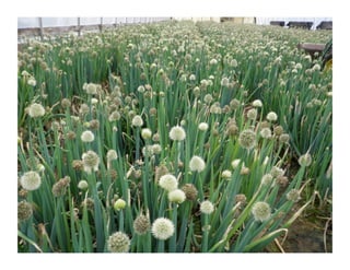 Hawai’i Public Seed Initiative 
Seed Saving and Production Basics 
