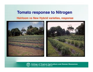 Tomato response to Nitrogen 
Heirloom vs New Hybrid varieties, response 
 