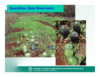 Specialties: Baby Watermelon 
 