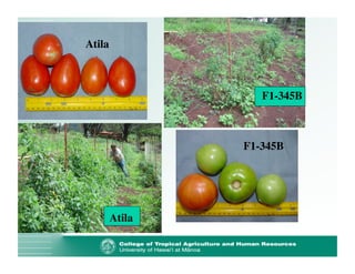 Atila 
Atila 
F1-345B 
F1-345B 
