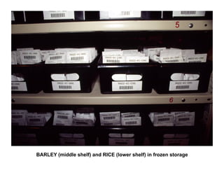 BARLEY (middle shelf) and RICE (lower shelf) in frozen storage 
 