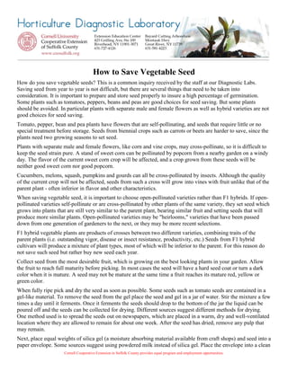 Cornell Cooperative Extension in Suffolk County provides equal program and employment opportunities. 
How to Save Vegetable Seed 
How do you save vegetable seeds? This is a common inquiry received by the staff at our Diagnostic Labs. Saving seed from year to year is not difficult, but there are several things that need to be taken into consideration. It is important to prepare and store seed properly to insure a high percentage of germination. Some plants such as tomatoes, peppers, beans and peas are good choices for seed saving. But some plants should be avoided. In particular plants with separate male and female flowers as well as hybrid varieties are not good choices for seed saving. 
Tomato, pepper, bean and pea plants have flowers that are self-pollinating, and seeds that require little or no special treatment before storage. Seeds from biennial crops such as carrots or beets are harder to save, since the plants need two growing seasons to set seed. 
Plants with separate male and female flowers, like corn and vine crops, may cross-pollinate, so it is difficult to keep the seed strain pure. A stand of sweet corn can be pollinated by popcorn from a nearby garden on a windy day. The flavor of the current sweet corn crop will be affected, and a crop grown from these seeds will be neither good sweet corn nor good popcorn. 
Cucumbers, melons, squash, pumpkins and gourds can all be cross-pollinated by insects. Although the quality of the current crop will not be affected, seeds from such a cross will grow into vines with fruit unlike that of the parent plant - often inferior in flavor and other characteristics. 
When saving vegetable seed, it is important to choose open-pollinated varieties rather than F1 hybrids. If open- pollinated varieties self-pollinate or are cross-pollinated by other plants of the same variety, they set seed which grows into plants that are still very similar to the parent plant, bearing similar fruit and setting seeds that will produce more similar plants. Open-pollinated varieties may be "heirlooms," varieties that have been passed down from one generation of gardeners to the next, or they may be more recent selections. 
F1 hybrid vegetable plants are products of crosses between two different varieties, combining traits of the parent plants (i.e. outstanding vigor, disease or insect resistance, productivity, etc.) Seeds from F1 hybrid cultivars will produce a mixture of plant types, most of which will be inferior to the parent. For this reason do not save such seed but rather buy new seed each year. 
Collect seed from the most desirable fruit, which is growing on the best looking plants in your garden. Allow the fruit to reach full maturity before picking. In most cases the seed will have a hard seed coat or turn a dark color when it is mature. A seed may not be mature at the same time a fruit reaches its mature red, yellow or green color. 
When fully ripe pick and dry the seed as soon as possible. Some seeds such as tomato seeds are contained in a gel-like material. To remove the seed from the gel place the seed and gel in a jar of water. Stir the mixture a few times a day until it ferments. Once it ferments the seeds should drop to the bottom of the jar the liquid can be poured off and the seeds can be collected for drying. Different sources suggest different methods for drying. One method used is to spread the seeds out on newspapers, which are placed in a warm, dry and well-ventilated location where they are allowed to remain for about one week. After the seed has dried, remove any pulp that may remain. 
Next, place equal weights of silica gel (a moisture absorbing material available from craft shops) and seed into a paper envelope. Some sources suggest using powdered milk instead of silica gel. Place the envelope into a clean  