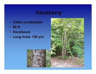 Hackberry 
• Celtis occidentalis 
• 80 ft. 
• Deciduous 
•• Long lived- 150 yrs. 
 