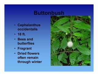 Buttonbush 
• Cephalanthus 
occidentalis 
• 18 ft. 
•• Bees and 
butterflies 
• Fragrant 
• Dried flowers 
often remain 
through winter 
 