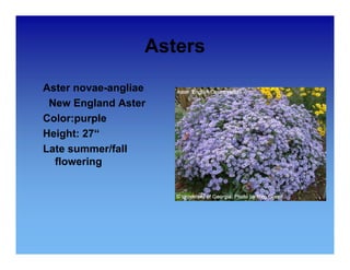 Asters 
Aster novae-angliae 
New England Aster 
Color:purple 
Height: 27““ 
Late summer/fall 
flowering 
 