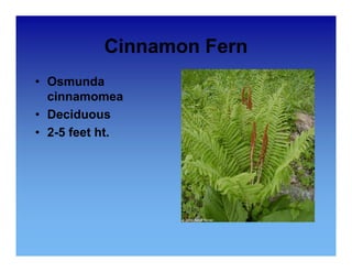Cinnamon Fern 
• Osmunda 
cinnamomea 
• Deciduous 
•• 2-5 feet ht. 
 