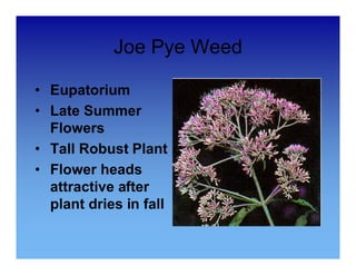 Joe Pye Weed 
• Eupatorium 
• Late Summer 
Flowers 
• Tall Robust Plant 
• Flower heads 
attractive after 
plant dries in fall 
 