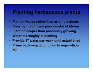 Planting herbaceous plants 
• Plant in waves rather than as single plants 
• Consider height and period/color of bloom 
• Plant no deeper than previously growing 
•• Water thoroughly at planting 
• Provide 1” water per week until established 
• Prune back vegetation prior to regrowth in 
spring 
 