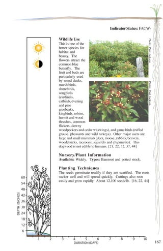 167 
Indicator Status: FACW-Wildlife 
Use 
Photo: Paul Jackson Photo: Paul Jackson 
This is one of the 
better species for 
habitat and 
beauty. The 
flowers attract the 
common blue 
butterfly. The 
fruit and buds are 
particularly used 
by wood ducks, 
marsh birds, 
shorebirds, 
songbirds 
(cardinals, 
catbirds, evening 
and pine 
grosbeaks, 
kingbirds, robins, 
hermit and wood 
thrushes, common 
flickers, downy 
woodpeckers and cedar waxwings), and game birds (ruffed 
grouse, pheasants and wild turkeys). Other major users are 
large and small mammals (deer, moose, rabbits, beavers, 
woodchucks, raccoons, squirrels and chipmunks). This 
dogwood is not edible to humans. [21, 22, 32, 37, 44] 
Nursery/Plant Information 
Available: Widely. Types: Bareroot and potted stock. 
Planting Techniques 
The seeds germinate readily if they are scarified. The roots 
sucker well and will spread quickly. Cuttings also root 
easily and grow rapidly. About 12,100 seeds/lb. [16, 22, 44] 
 