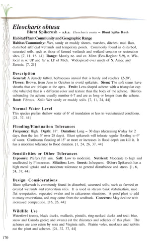 170 
Eleocharis obtusa 
Blunt Spikerush - a.k.a. Eleocharis ovata – Blunt Spike Rush 
Habitat/Plant Community and Geographic Range 
Habitat/Community: Wet, sandy or muddy shores, marshes, ditches, mud flats, 
disturbed artificial wetlands and temporary ponds. Commonly found in disturbed, 
saturated soils, such as those of farmed wetlands and wetland creation or restoration 
sites. [7, 11, 16, 44] Range: Mostly ne. and ec. Minn (Eco-Region: 5-9), n. Wis., 
local in w. UP and far n. LP of Mich. Widespread over much of N. Amer. and 
Eurasia. [7, 21] 
Description 
General: A densely tufted, herbaceous annual that is hardy and reaches 12-20''. 
Flower: Brown, from June to October in ovoid spikelets. Stem: The soft stems have 
sheaths that are oblique at the apex. Fruit: Lens-shaped achene with a triangular cap 
(the tubercle) that is a different color and texture than the body of the achene. Bristles 
subtending the achene usually number 6-7 and are as long or longer than the achene. 
Root: Fibrous. Soil: Wet sandy or muddy soils. [7, 11, 24, 44] 
Normal Water Level 
This species prefers shallow water of 6'' of inundation or less to wet/saturated conditions. 
[21, 37, 44] 
Flooding/Fluctuation Tolerances 
Frequency: High. Depth: 18''. Duration: Long – 30 days (decreasing 6''/day for 2 
days, then the last 6'' over 28 days). Blunt spikerush will tolerate regular flooding to 6'' 
of water. Continuous flooding of 15'' or more or increases in flood depth can kill it. It 
has a moderate tolerance to flood duration. [1, 24, 26, 37, 44] 
Sensitivities or Other Tolerances 
Exposure: Prefers full sun. Salt: Low to moderate. Nutrient: Moderate to high and 
unaffected by P increases. Siltation: Low. Insect: Infrequent. Other: Spikerush has a 
high metal uptake and a moderate tolerance to general disturbance and stress. [1, 6, 
24, 37, 44] 
Design Considerations 
Blunt spikerush is commonly found in disturbed, saturated soils, such as farmed or 
created wetlands and restoration sites. It is used in stream bank stabilization, mud 
flat revegetation, vegetated swales and in calcareous situations. A good plant to add 
to many restorations, and may come from the seedbank. Concerns: May decline with 
increased competition. [16, 26, 44] 
Wildlife Use 
Waterfowl (coots, black ducks, mallards, pintails, ring-necked ducks and teal; blue, 
snow and Canada geese; and swans) eat the rhizomes and achenes of this plant. The 
achenes are also eaten by sora and Virginia rails. Prairie voles, muskrats and rabbits 
eat the plant and achenes. [24, 32, 37, 44] 
 
