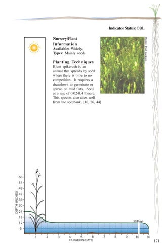 171 
Indicator Status: OBL 
Nursery/Plant 
Information 
Available: Widely. 
Types: Mainly seeds. 
Planting Techniques 
Blunt spikerush is an 
annual that spreads by seed 
where there is little to no 
competition. It requires a 
drawdown to germinate or 
spread on mud flats. Seed 
at a rate of 0.02-0.4 lb/acre. 
This species also does well 
from the seedbank. [16, 26, 44] 
Photo: Paul Jackson 
 