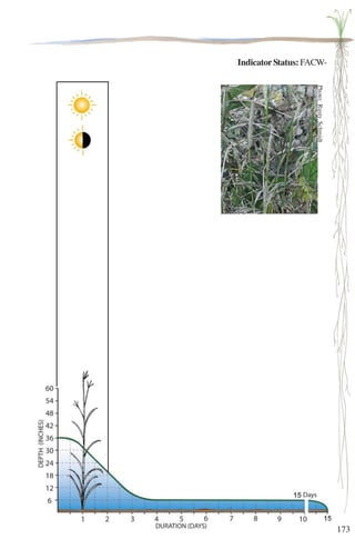 173 
Indicator Status: FACW- 
Photo: Rusty Schmidt 
 