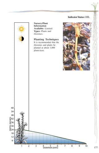 177 
Indicator Status: OBL 
Nursery/Plant 
Information 
Available: Limited. 
Types: Plants and 
rhizomes. 
Planting Techniques 
It is recommended that the 
rhizomes and plants be 
planted at about 1,000 
plants/acre. 
Photo: Paul Jackson 
 