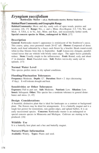 178 
Eryngium yuccifolium 
Rattlesnake Master - a.k.a. Rattlesnake-master, Button Snakeroot 
Habitat/Plant Community and Geographic Range 
Habitat/Community: Mesic and dry, sandy soils of open woods, prairies and 
savannas. [16, 17] Range: Nw., c. and s. Minn. (Eco-Region: 3-5, 7-9), Wis. and 
Mich. S. USA, n. to Va., Ind., Minn. and Kan., and occasionally farther north. 
Special concern species in Minn., endangered in Mich. [17] 
Description 
General: Rattlesnake master’s appearance is reminiscent of the Southwest’s yucca. 
This coarse, spiny, erect perennial stands 28-42'' tall. Flower: Composed of dense 
heads, each head subtended by a bract, each flower by a bractlet. Heads round-ovoid; 
white-to-lilac blooms from July to September. Leaf: Linear,very elongate, parallel-veined 
leaves that are whitish with bristly outer edges. The upper leaves gradually 
reduce. Stem: Usually simple to the inflorescence. Fruit: Round, scaly and about 
1'' in diameter. Root: Fascicled roots. Soil: Prefers wet-to-dry sandy soil in 
uplands. [17] 
Normal Water Level 
This species prefers mesic to dry upland conditions. 
Flooding/Fluctuation Tolerances 
Frequency: Moderate. Depth: 12''. Duration: Short – 2 days (decreasing 
6''/day). It will tolerate drought and heat. 
Sensitivities or Other Tolerances 
Exposure: Full to part sun. Salt: Moderate. Nutrient: Low. Siltation: Low. 
Insect: Infrequent. Other: This species has a moderate tolerance to general distur-bance 
and stress. [1, 47] 
Design Considerations 
A beautiful, distinctive plant that is ideal for landscapes as a contrast or background 
plant. The flowers may be dried for arrangements. It is a butterfly magnet and is a 
tough fast grower for restorations, rain garden edges, and upland buffers. It is an 
early successional species. Concerns: Rattlesnake master is an endangered or 
special concern species in Minnesota and Michigan. Cultivars are starting to be 
produced. [16] 
Wildlife Use 
It is a butterfly host plant and a bee and butterfly magnet. 
Nursery/Plant Information 
Available: Widely. Types: Plants and seed. 
 