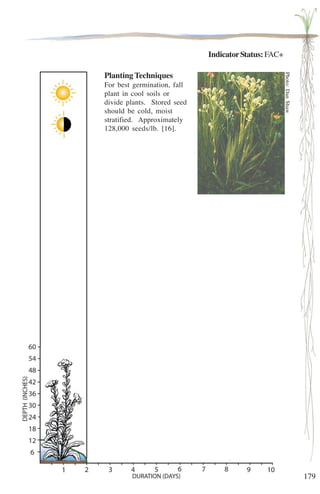 179 
Indicator Status: FAC+ 
Photo: Dan Shaw 
Planting Techniques 
For best germination, fall 
plant in cool soils or 
divide plants. Stored seed 
should be cold, moist 
stratified. Approximately 
128,000 seeds/lb. [16]. 
 