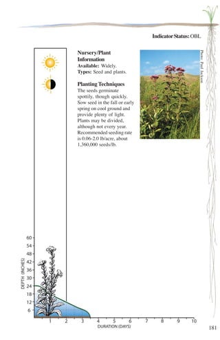 181 
Indicator Status: OBL 
Nursery/Plant 
Information 
Available: Widely. 
Types: Seed and plants. 
Planting Techniques 
The seeds germinate 
spottily, though quickly. 
Sow seed in the fall or early 
spring on cool ground and 
provide plenty of light. 
Plants may be divided, 
although not every year. 
Recommended seeding rate 
is 0.06-2.0 lb/acre, about 
1,360,000 seeds/lb. 
Photo: Paul Jackson 
 