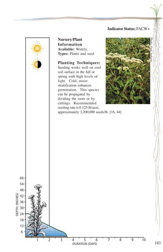 183 
Indicator Status: FACW+ 
Nursery/Plant 
Information 
Available: Widely. 
Types: Plants and seed. 
Planting Techniques: 
Seeding works well on cool 
soil surface in the fall or 
spring with high levels of 
light. Cold, moist 
stratification enhances 
germination. This species 
can be propagated by 
dividing the roots or by 
cuttings. Recommended 
seeding rate is 0.125 lb/acre, 
approximately 3,200,000 seeds/lb. [16, 44] 
Photo: Paul Jackson 
 