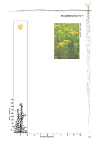 185 
Indicator Status: FACW- 
Photo: Paul Jackson 
