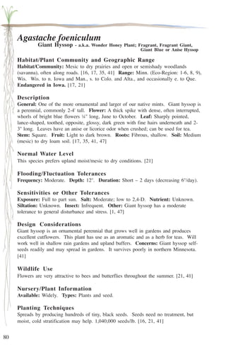 80 
Agastache foeniculum 
Giant Hyssop - a.k.a. Wonder Honey Plant; Fragrant, Fragrant Giant, 
Giant Blue or Anise Hyssop 
Habitat/Plant Community and Geographic Range 
Habitat/Community: Mesic to dry prairies and open or semishady woodlands 
(savanna), often along roads. [16, 17, 35, 41] Range: Minn. (Eco-Region: 1-6, 8, 9), 
Wis. Wis. to n. Iowa and Man., s. to Colo. and Alta., and occasionally e. to Que. 
Endangered in Iowa. [17, 21] 
Description 
General: One of the more ornamental and larger of our native mints. Giant hyssop is 
a perennial, commonly 2-4' tall. Flower: A thick spike with dense, often interrupted, 
whorls of bright blue flowers ¼'' long, June to October. Leaf: Sharply pointed, 
lance-shaped, toothed, opposite, glossy, dark green with fine hairs underneath and 2- 
3'' long. Leaves have an anise or licorice odor when crushed; can be used for tea. 
Stem: Square. Fruit: Light to dark brown. Roots: Fibrous, shallow. Soil: Medium 
(mesic) to dry loam soil. [17, 35, 41, 47] 
Normal Water Level 
This species prefers upland moist/mesic to dry conditions. [21] 
Flooding/Fluctuation Tolerances 
Frequency: Moderate. Depth: 12''. Duration: Short – 2 days (decreasing 6''/day). 
Sensitivities or Other Tolerances 
Exposure: Full to part sun. Salt: Moderate; low to 2,4-D. Nutrient: Unknown. 
Siltation: Unknown. Insect: Infrequent. Other: Giant hyssop has a moderate 
tolerance to general disturbance and stress. [1, 47] 
Design Considerations 
Giant hyssop is an ornamental perennial that grows well in gardens and produces 
excellent cutflowers. This plant has use as an aromatic and as a herb for teas. Will 
work well in shallow rain gardens and upland buffers. Concerns: Giant hyssop self-seeds 
readily and may spread in gardens. It survives poorly in northern Minnesota. 
[41] 
Wildlife Use 
Flowers are very attractive to bees and butterflies throughout the summer. [21, 41] 
Nursery/Plant Information 
Available: Widely. Types: Plants and seed. 
Planting Techniques 
Spreads by producing hundreds of tiny, black seeds. Seeds need no treatment, but 
moist, cold stratification may help. 1,040,000 seeds/lb. [16, 21, 41] 
 