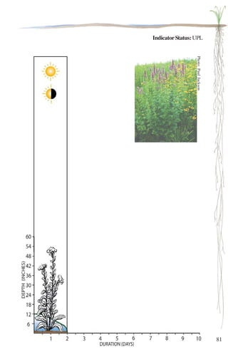 81 
Indicator Status: UPL 
Photo: Paul Jackson 
 