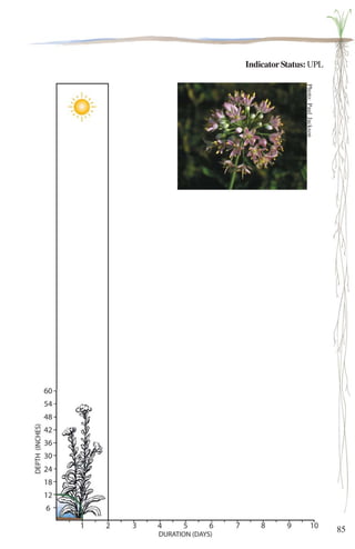 85 
Indicator Status: UPL 
Photo: Paul Jackson 
 