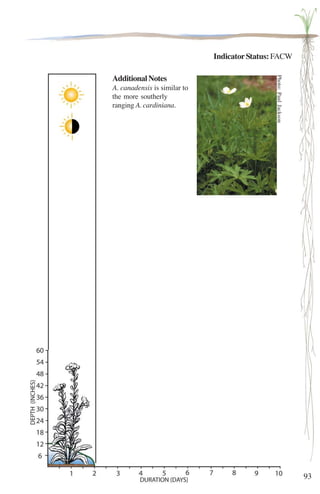 93 
Indicator Status: FACW 
Additional Notes 
A. canadensis is similar to 
the more southerly 
ranging A. cardiniana. 
Photo: Paul Jackson 
 
