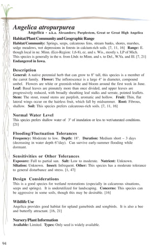 94 
Angelica atropurpurea 
Angelica - a.k.a. Alexanders; Purplestem, Great or Great High Angelica 
Habitat/Plant Community and Geographic Range 
Habitat/Community: Springs, seeps, calcareous fens, stream banks, shores, marshes, 
sedge meadows, wet depressions in forests in calcium-rich soils. [7, 11, 16] Range: E. 
though local in ne. Minn. (Eco-Region: 1,6-8), ec. and s. Wis., mostly s. LP of Mich. 
This species is generally in the n. from Lbdr. to Minn. and s. to Del., W.Va. and Ill. [7, 21] 
Endangered in Iowa. 
Description 
General: A native perennial herb that can grow to 8'' tall, this species is a member of 
the carrot family. Flower: The inflorescence is a large 4'' in diameter, compound 
umbel. Flowers are white or greenish-white and bloom around the first week in June. 
Leaf: Basal leaves are pinnately more than once divided, and upper leaves are 
progressively reduced, with broadly sheathing leaf stalks and serrate, pointed leaflets. 
Stem: The stout, round stems are purplish, aromatic and hollow. Fruit: Thin, flat 
lateral wings occur on the hairless fruit, which fall by midsummer. Root: Fibrous, 
shallow. Soil: This species prefers calcareous-rich soils. [7, 11, 16] 
Normal Water Level 
This species prefers shallow water of 3'' of inundation or less to wet/saturated conditions. 
[21] 
Flooding/Fluctuation Tolerances 
Frequency: Moderate to low. Depth: 18''. Duration: Medium short – 3 days 
(decreasing in water depth 6''/day). Can survive early-summer flooding while 
dormant. 
Sensitivities or Other Tolerances 
Exposure: Full to partial sun. Salt: Low to moderate. Nutrient: Unknown. 
Siltation: Unknown. Insect: Infrequent. Other: This species has a moderate tolerance 
to general disturbance and stress. [1, 47] 
Design Considerations 
This is a good species for wetland restorations (especially in calcareous situations, 
seeps and springs). It is underutilized for landscaping. Concerns: This species can 
be aggressive in some soils, though this may be desirable. [16] 
Wildlife Use 
Angelica provides good habitat for upland gamebirds and songbirds. It is also a bee 
and butterfly attractant. [16, 21] 
Nursery/Plant Information 
Available: Limited. Types: Only seed is widely available. 
 