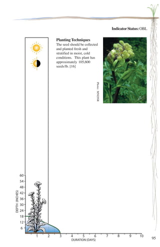 95 
Indicator Status: OBL 
Planting Techniques 
The seed should be collected 
and planted fresh and 
stratified in moist, cold 
conditions. This plant has 
approximately 105,600 
seeds/lb. [16] 
Photo: MNDNR 
 