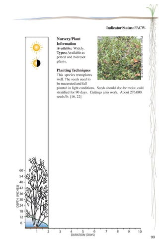 99 
Indicator Status: FACW-Nursery/ 
Plant 
Photo: www.cala2.umn.edu/la5574/ 
Information 
Available: Widely. 
Types: Available as 
potted and bareroot 
plants. 
Planting Techniques 
This species transplants 
well. The seeds need to 
be macerated and fall 
planted in light conditions. Seeds should also be moist, cold 
stratified for 90 days. Cuttings also work. About 276,000 
seeds/lb. [16, 22] 
 
