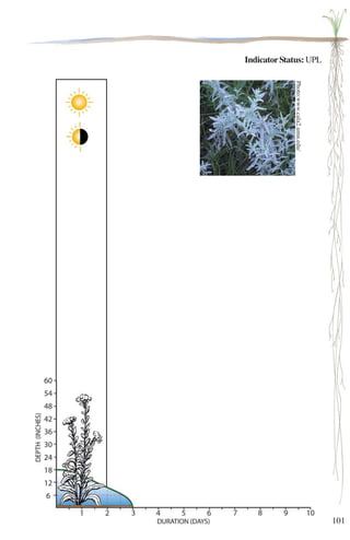 101 
Indicator Status: UPL 
Photo:www.cala2.umn.edu/ 
la5574 
 